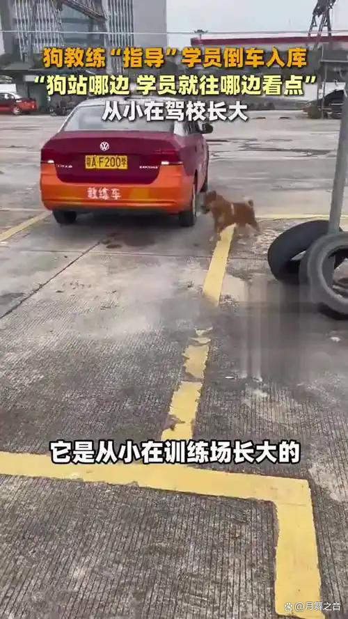 驾校“狗教练”指导学员练习科目二 它站在哪里学员就往哪边看点-有驾