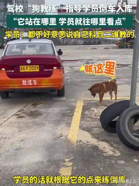 驾校“狗教练”指导学员练习科目二 它站在哪里学员就往哪边看点-有驾