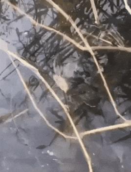 动图封面